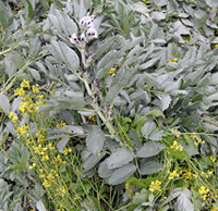 Stony-Littleton_GS2_6002.jpg
