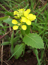 plants_585_mid.jpg